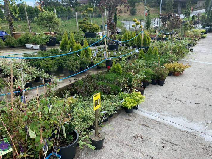 Ryddesalg: rader med busker og prismerker