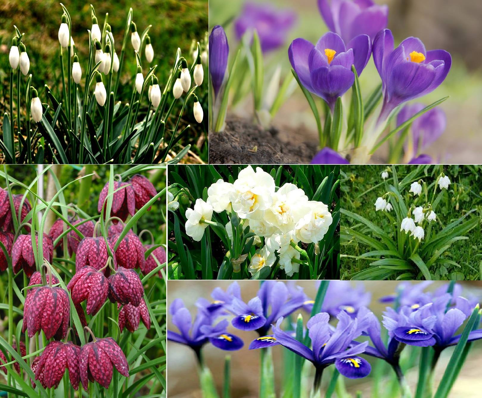 Vårblomster i mange farger
